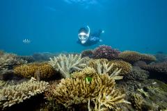 Fitzroy Island Half Day Tour from Cairns | Return Ferry (1:30pm-5pm)