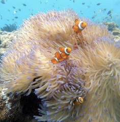 Full Day Tour | 11am - 5pm Ferry & Snorkel Equipment