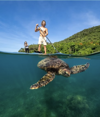 Stand-Up Paddle Turtle Tour