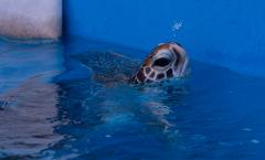 Fitzroy Island Half Day Tour from Cairns | Return Ferry (1:30pm-5pm) and Turtle Centre Talk (2:45pm)