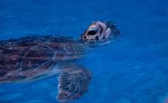 Fitzroy Island Full Day Tour from Cairns | Return Ferry (8am-5pm), Turtle Centre Talk (2:45pm) & Snorkel Hire
