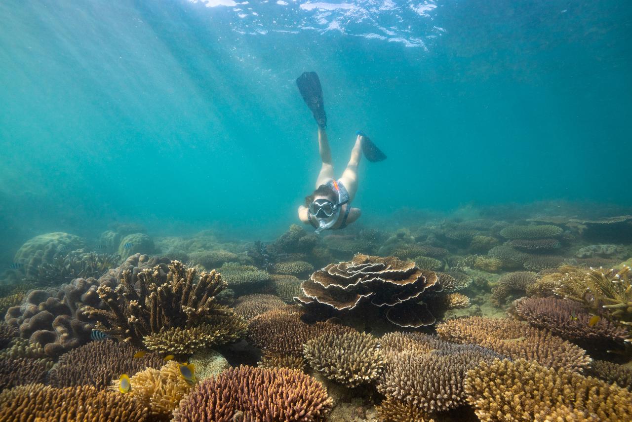 Full Day Tour | 8:00am Cairns to Fitzroy Island & 10:00am Snorkel ...