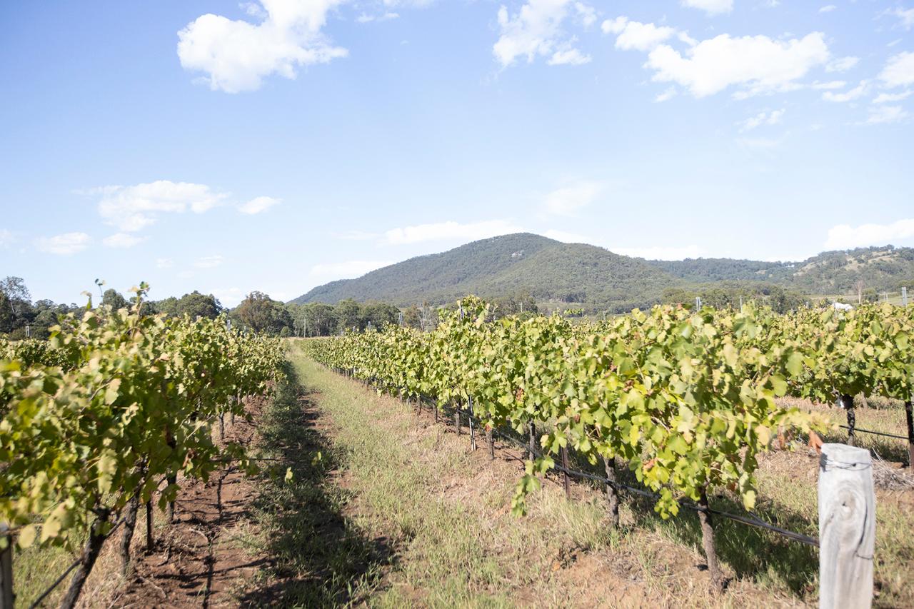 Boutique Hunter Valley tour (3 - 4 people)