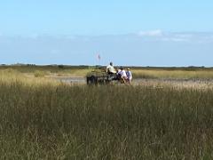 One hour private airboat tour