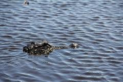 Two hour private airboat tour