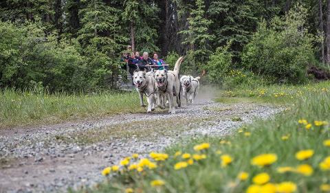 Yukon Discovery and Sled Dog -6.5 HR