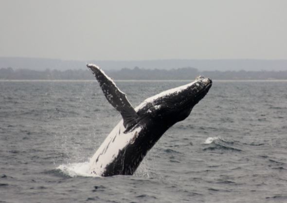 Whales and Wine Tour
