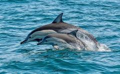 Seal & Dolphin Adventure