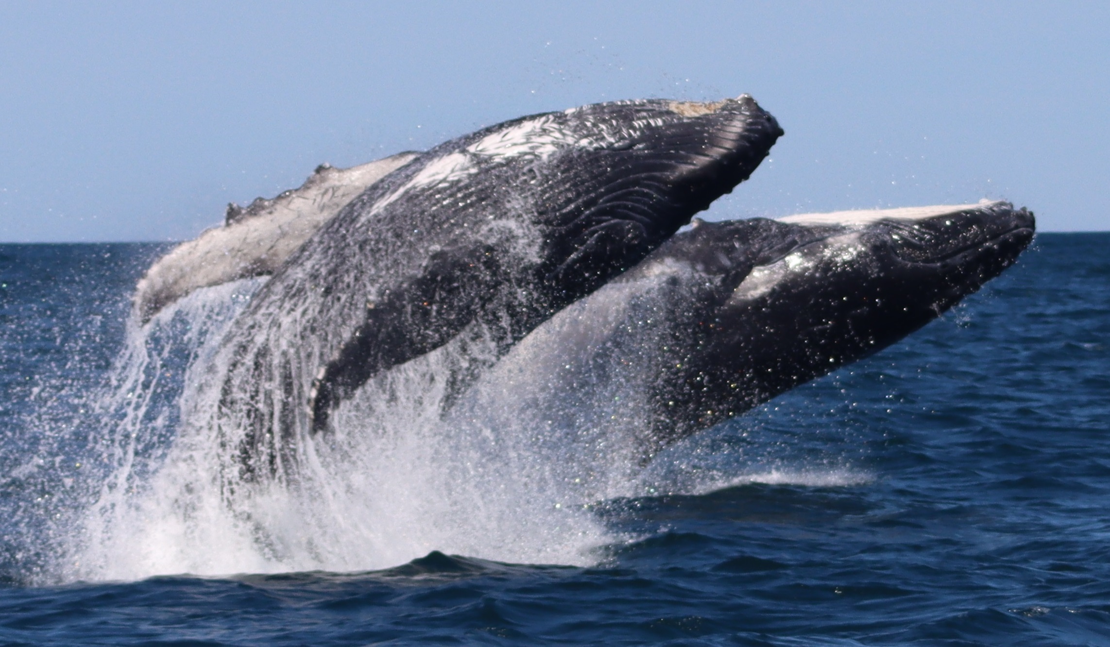 Whale Watching Terrigal