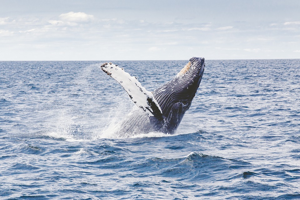 Whale Watching Terrigal