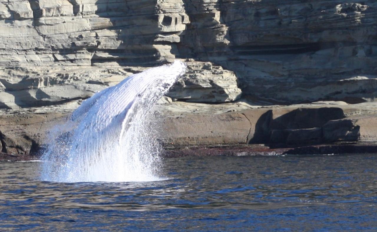 Gift Card Whale Watching Midweek