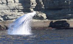 Gift Card Whale Watching Terrigal 