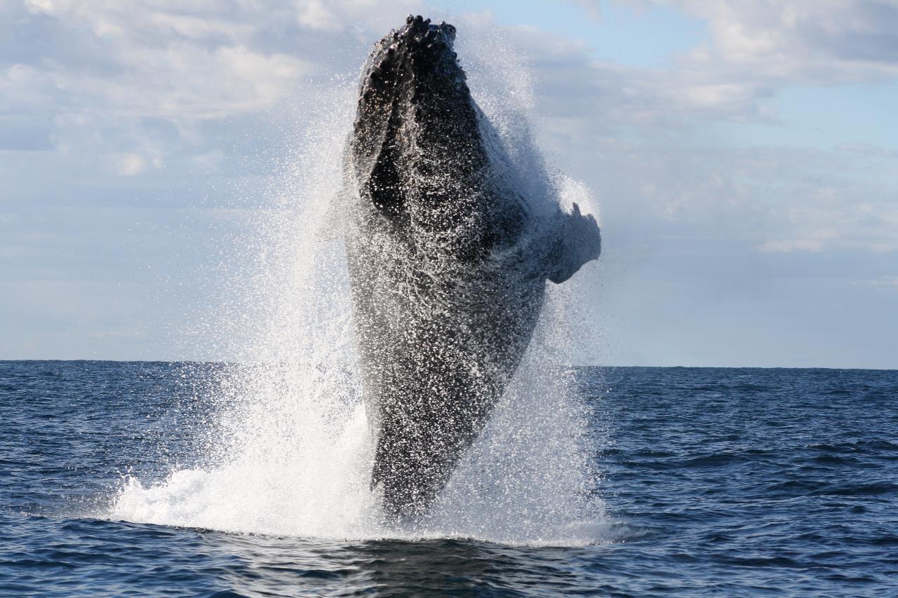 Whale Watching - Terrigal Ocean Tours Reservations