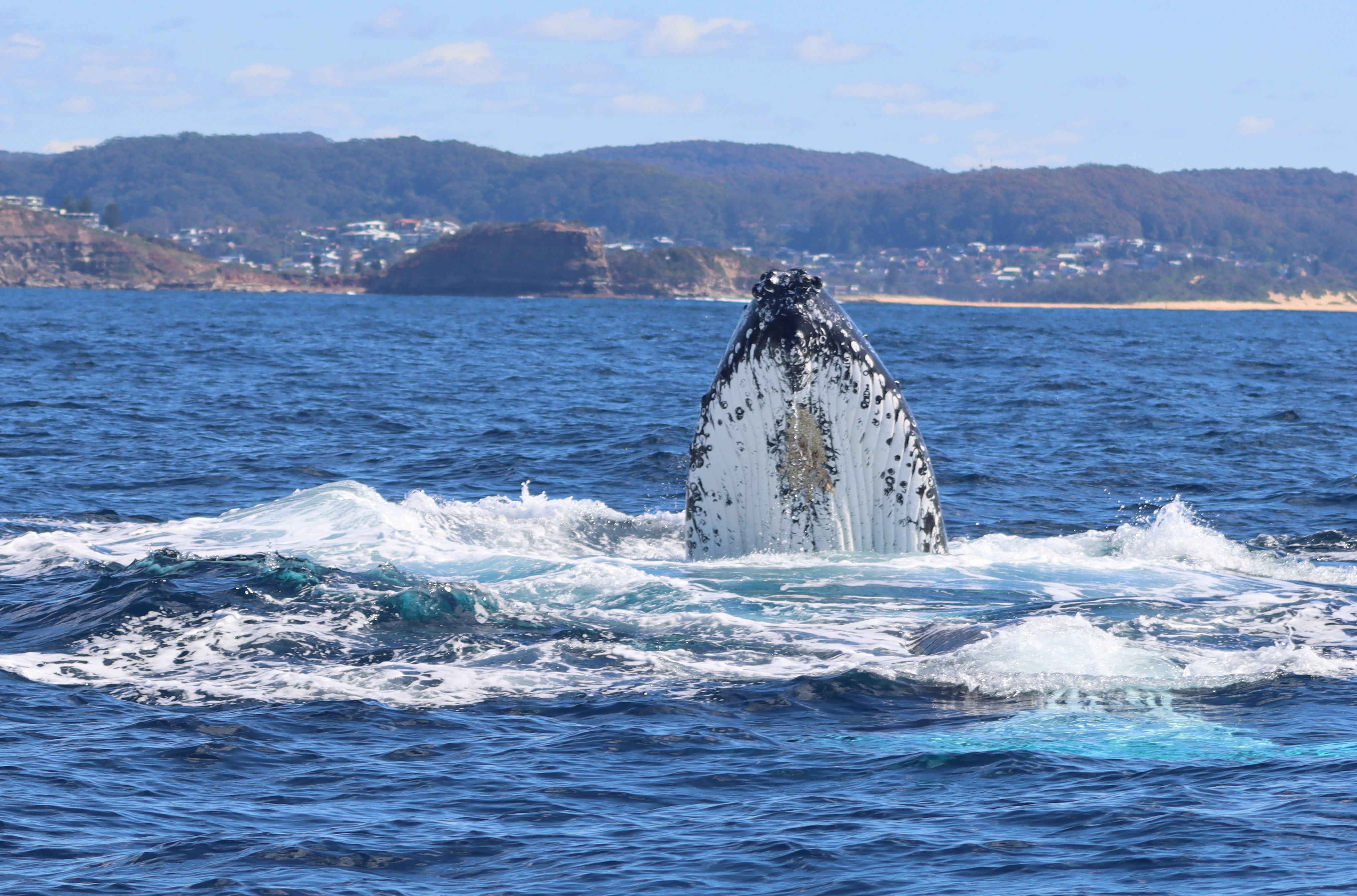 Whale Watching Terrigal