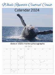Whale Reports Calendar