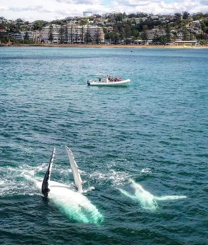 Whale Watching Terrigal