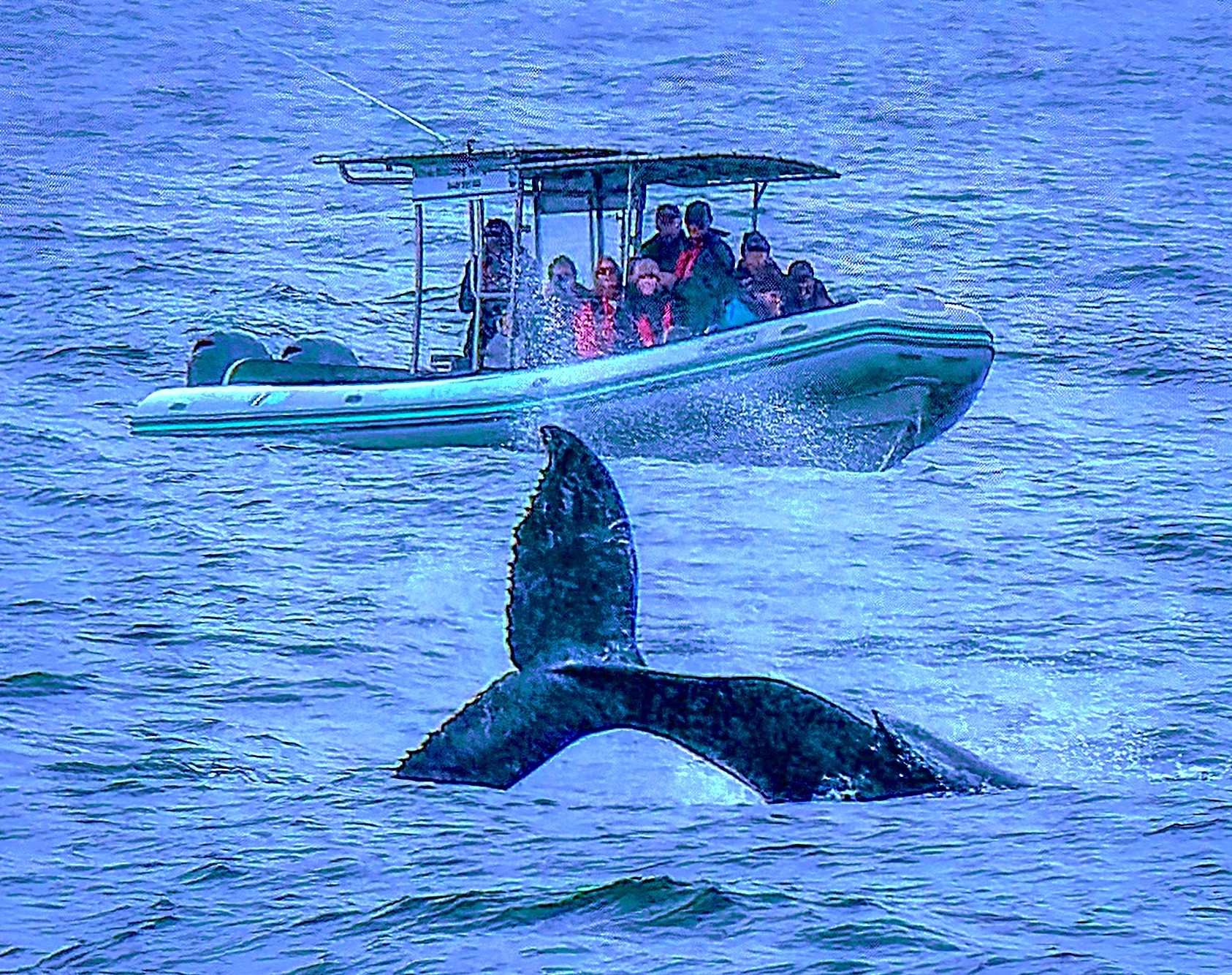Whale Watching