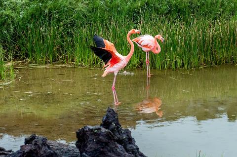 Galapagos_Flamingo