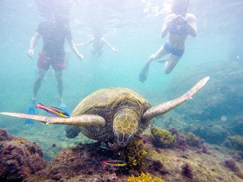 Galapagos_Los_Tuneles_59_of_71_June_15