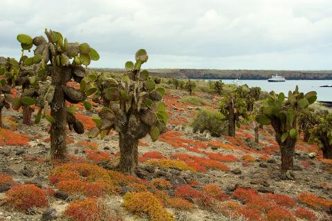 Isla_Plazas5
