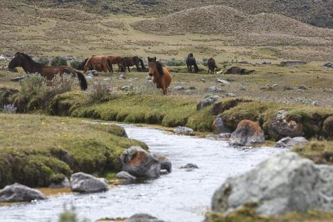 andes