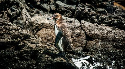 bartolome_penguin_on_rocks2880