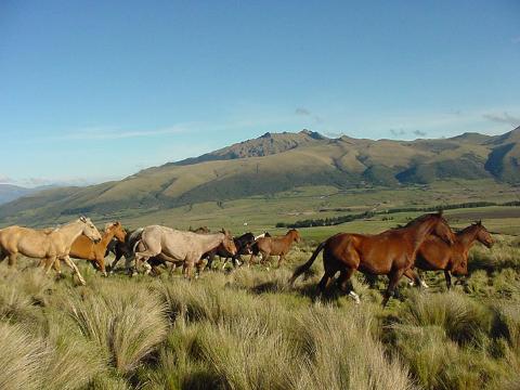 cotopaxi_horse_riding_andes_and_amazon_ecuador_tour_2