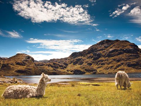 Private Cajas National Park and Cuenca City Tour