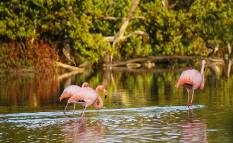 flamingos