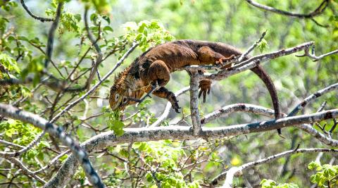 north_seymore_island_land_iguana_in_tree2880