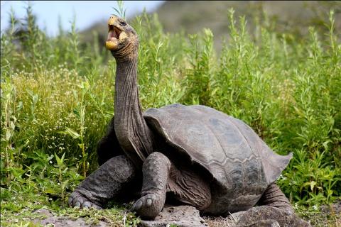 5-Day Galapagos Tour: Santa Cruz and Isabela Islands