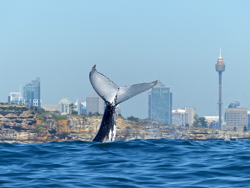 Whale Watching + BBQ Lunch Cruise