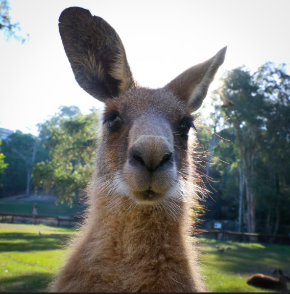 Currumbin Wildlife Sanctuary