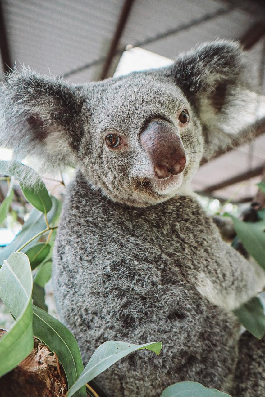 Breakfast with Koala's 