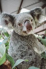 Breakfast with Koala's 