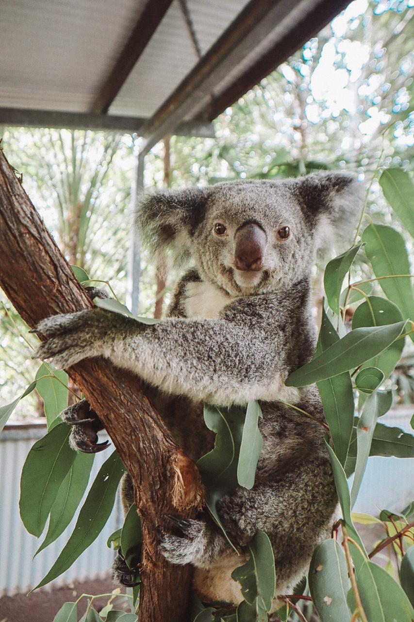 Breakfast with Koala's 