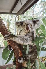 Breakfast with Koala's 