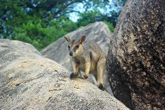 Wallaby Feed