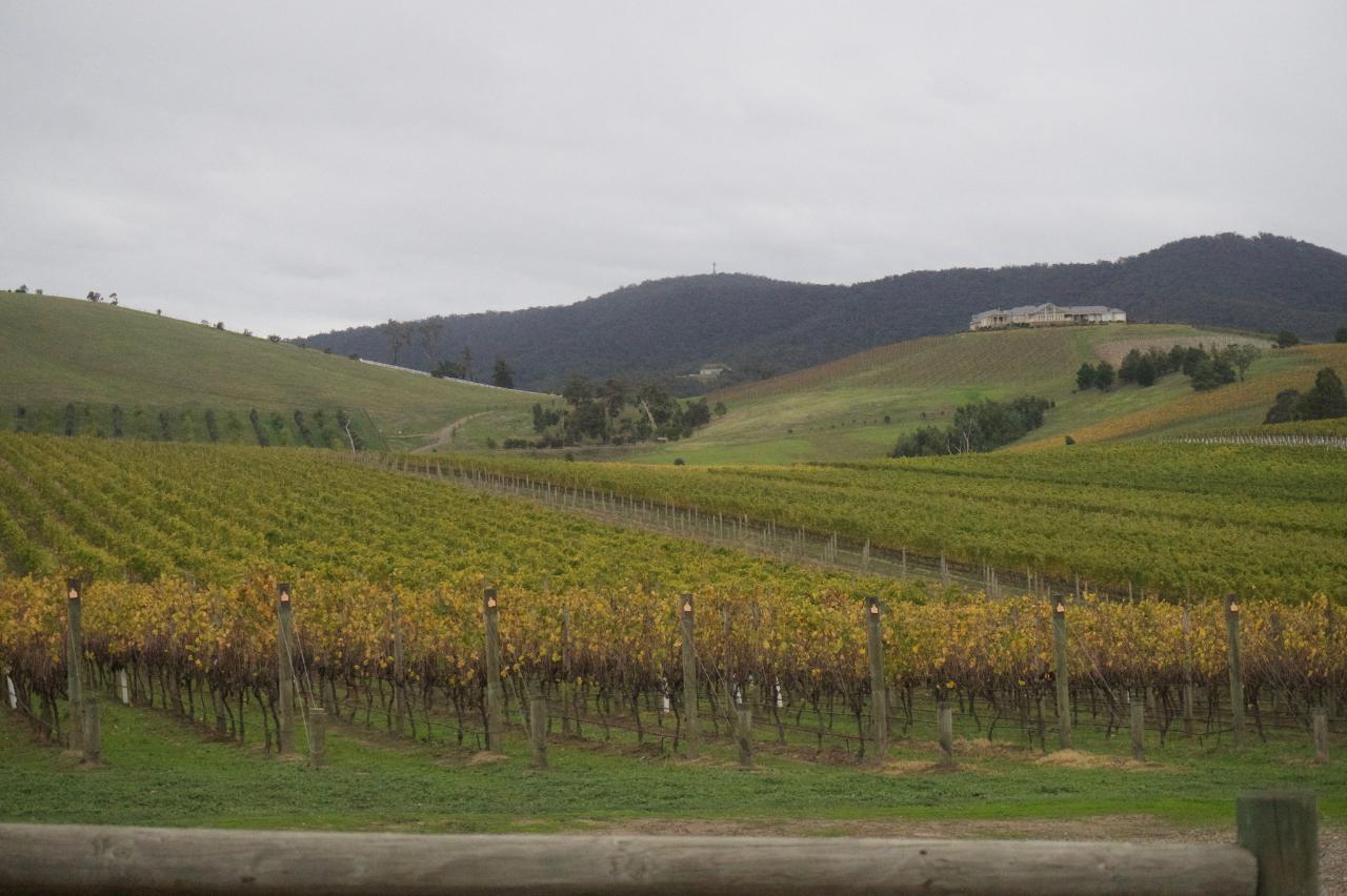 A mixed bunch - Yarra Valley - COMING SUMMER 2021