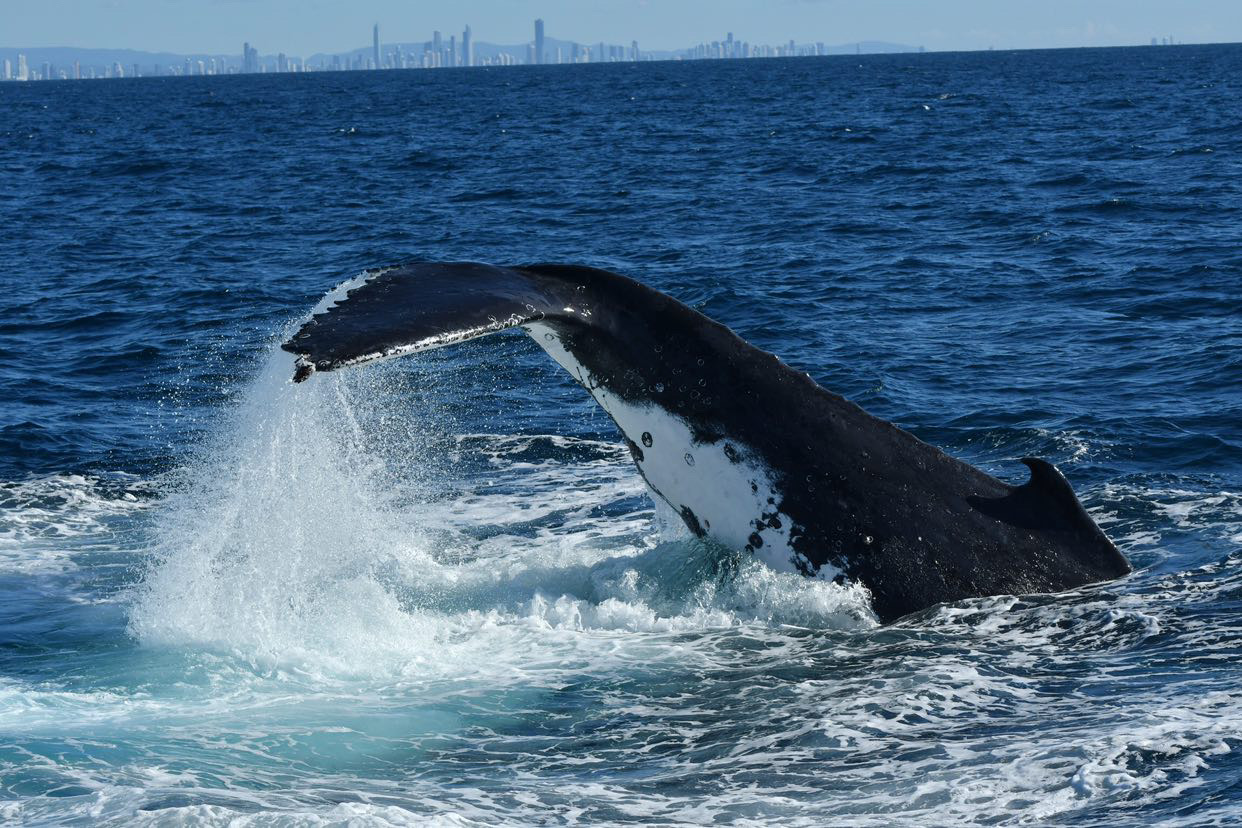 whale watching