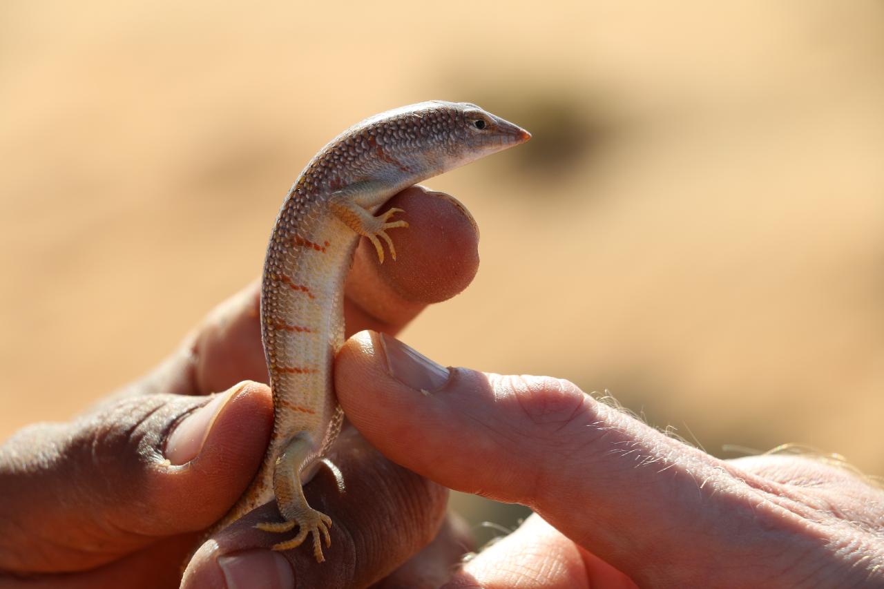 Nature and Animal-Trekking and Desert Safari from Desert Camp 