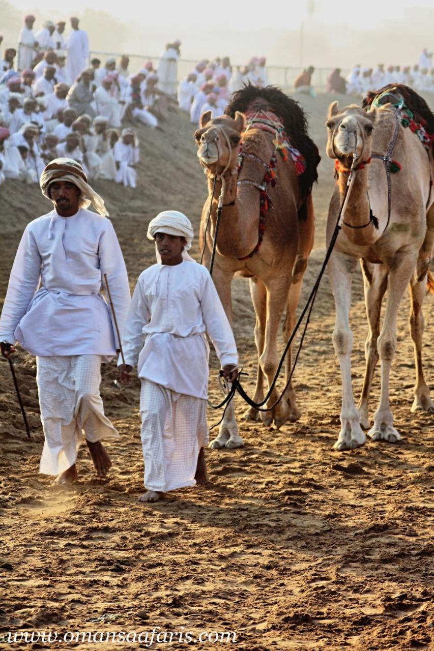 Kamel Rennen im Oman