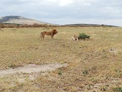 5 Days 4 Nights Masai Mara Naivasha Migration Safari