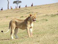 3 Day Budget Masai Mara Safari