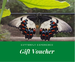 GIFT VOUCHER - Butterfly Experience