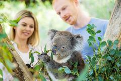 Behind The Scenes Koala Experience
