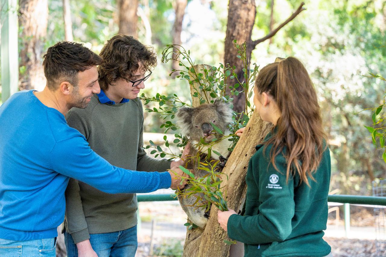 Meet A Koala Experience