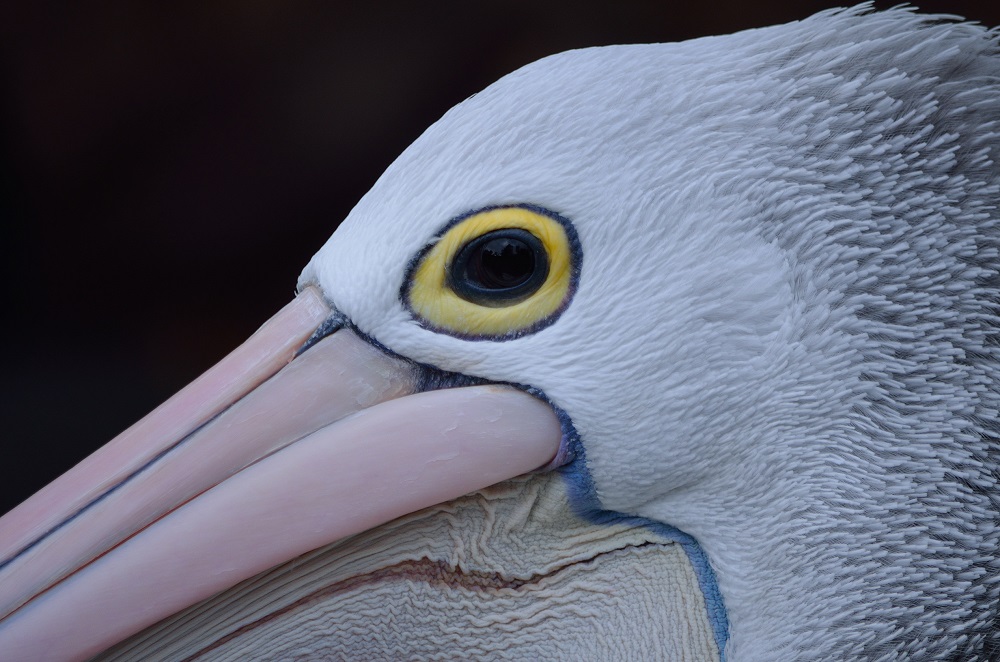 Pelican Feed and Wetland Walk