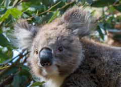 Daily Koala Hold