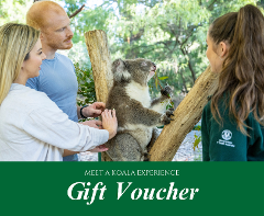 GIFT VOUCHER - Meet A Koala Experience